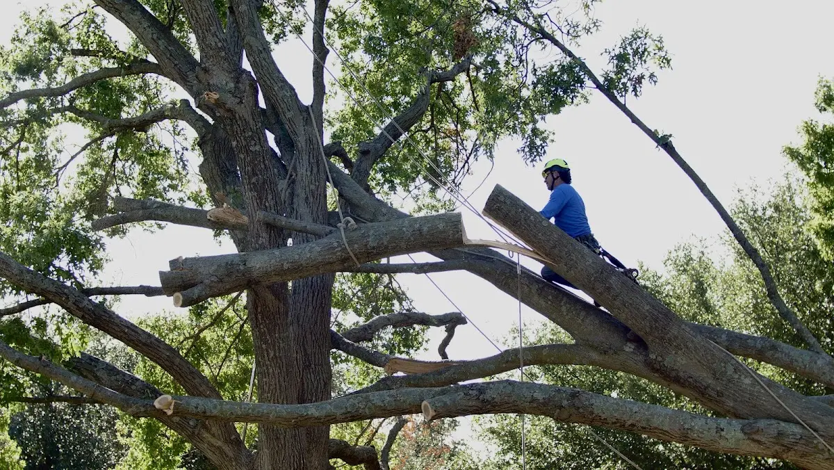 Professional Crown Thinning performed by certified arborists in Cedar Island