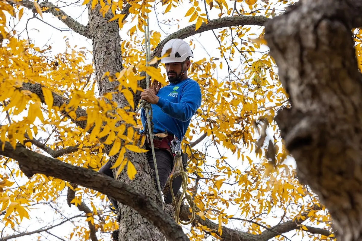 Skilled Tree Pruning crew working in Cedar Island